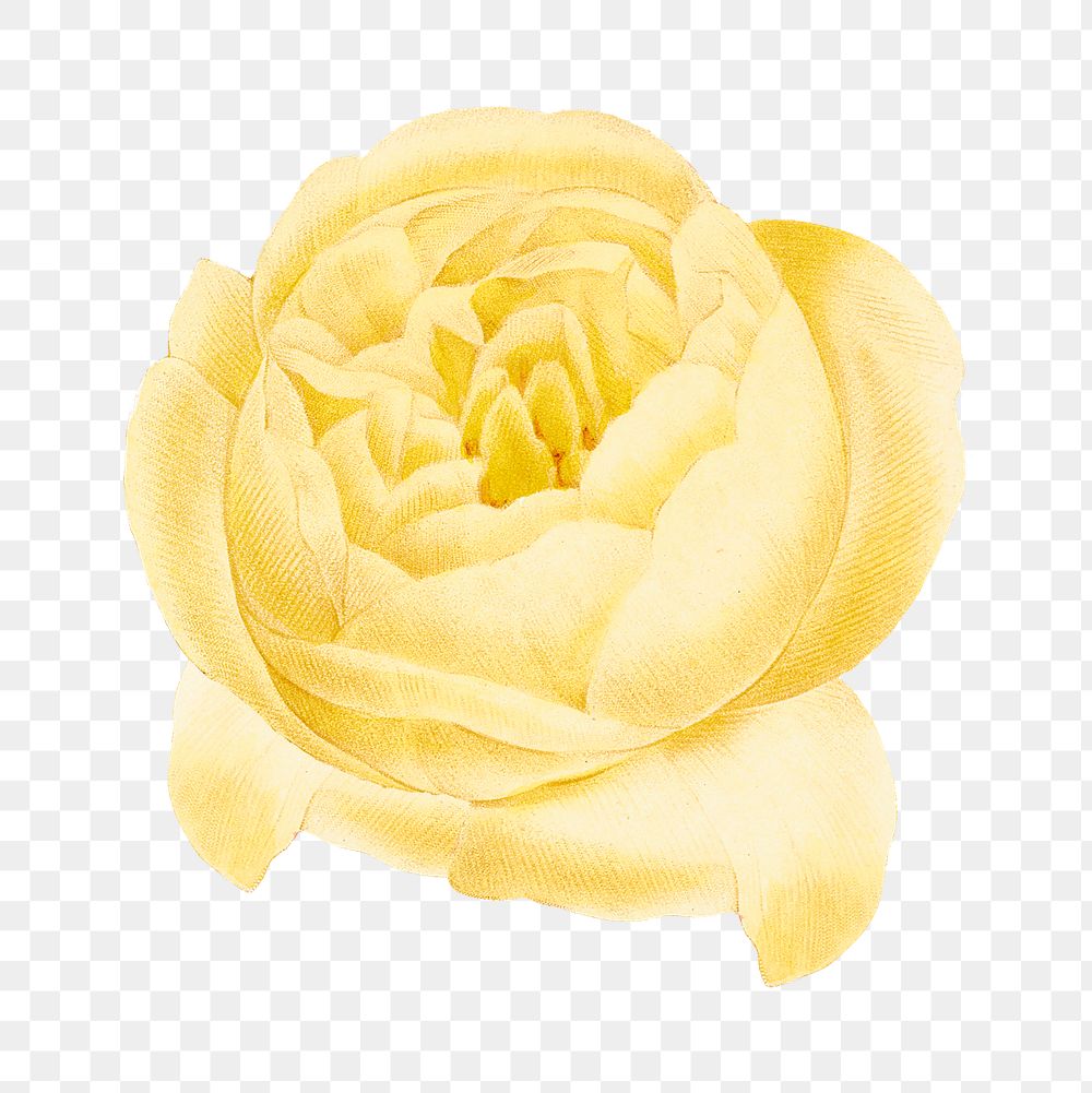 PNG botanical yellow rose flower, collage element, transparent background