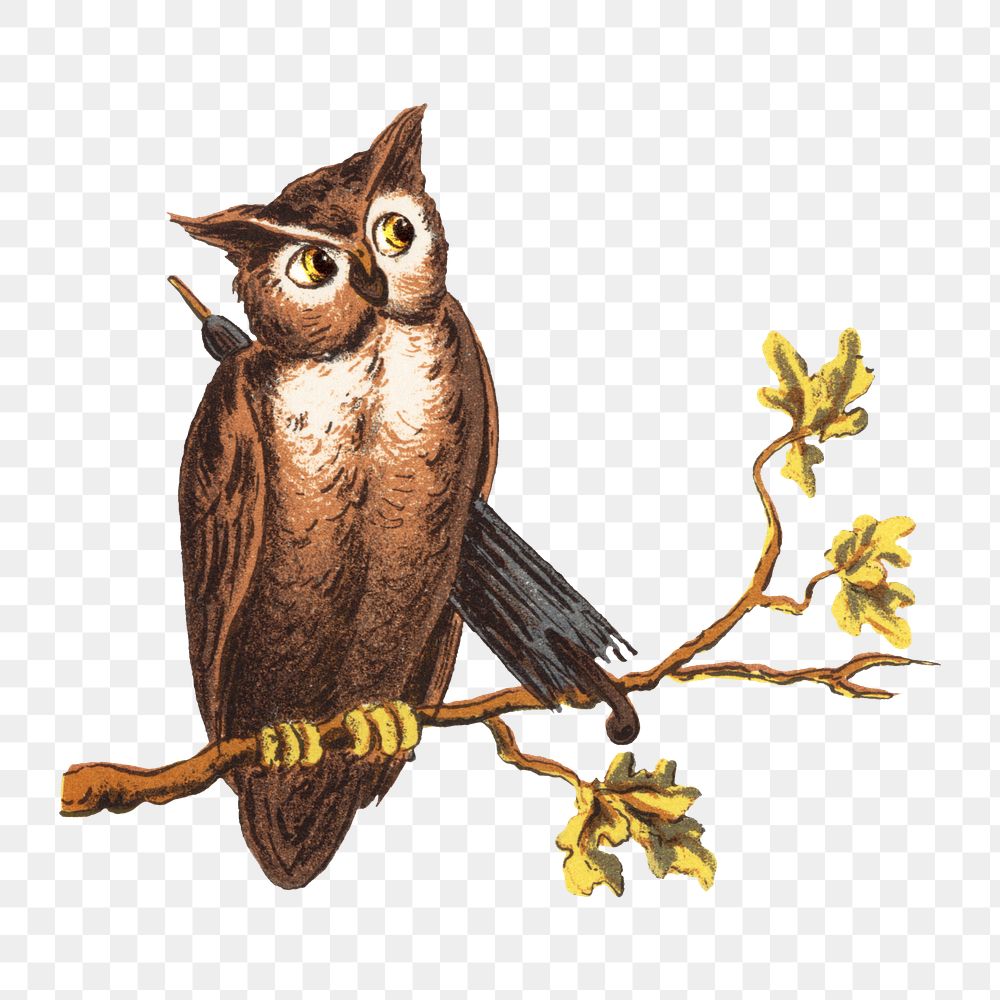 My eyes png here's the owl man, vintage bird illustration, transparent background. Remixed by rawpixel.