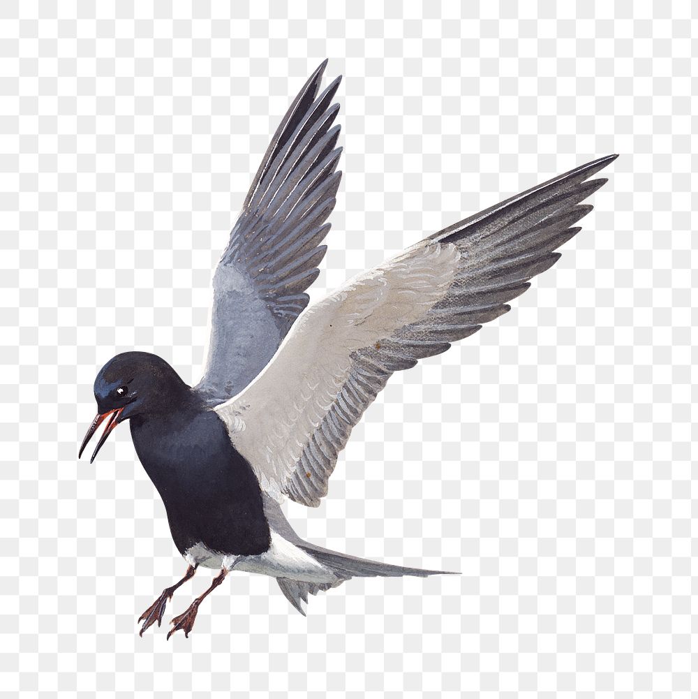 Vintage black tern png bird, transparent background. Remixed by rawpixel. 