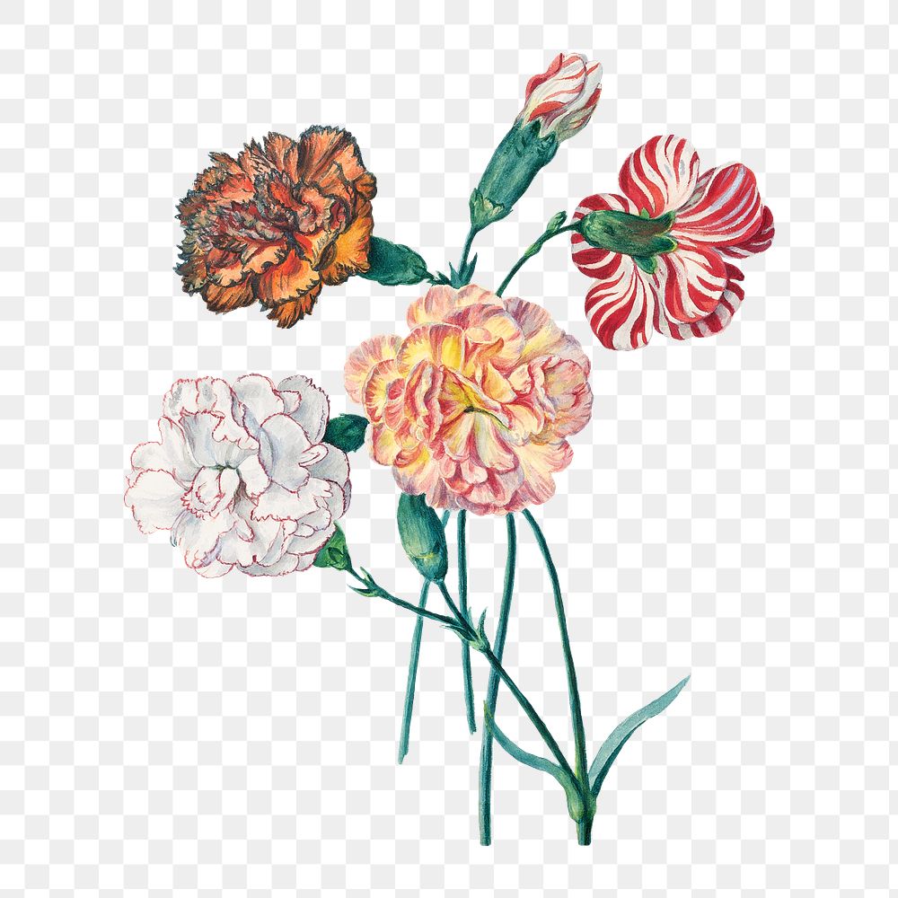 Four carnations png, transparent background. Remixed by rawpixel. 