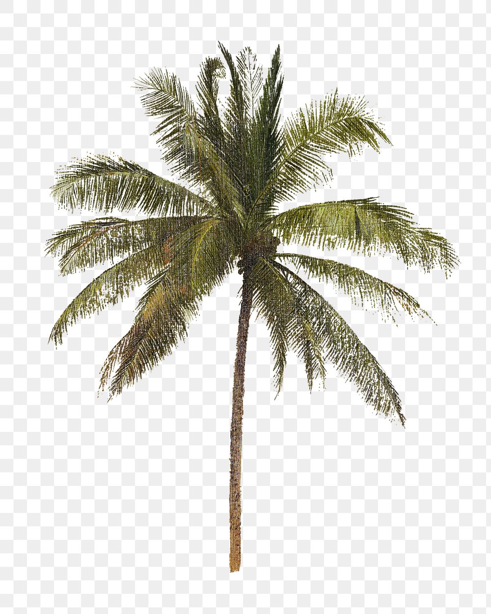 Vintage palm tree png tropical, transparent background. Remixed by rawpixel. 