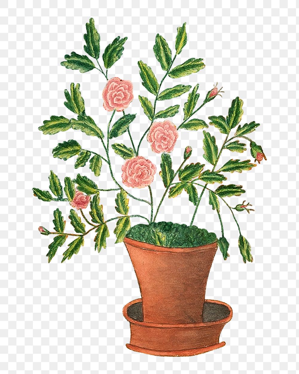 PNG Potted rose flower, vintage botanical illustration by Sarah P. Wells, transparent background. Remixed by rawpixel.