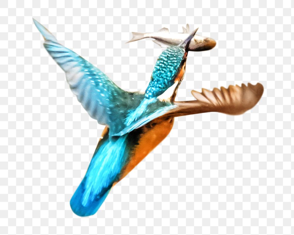 Kingfisher bird png, transparent background