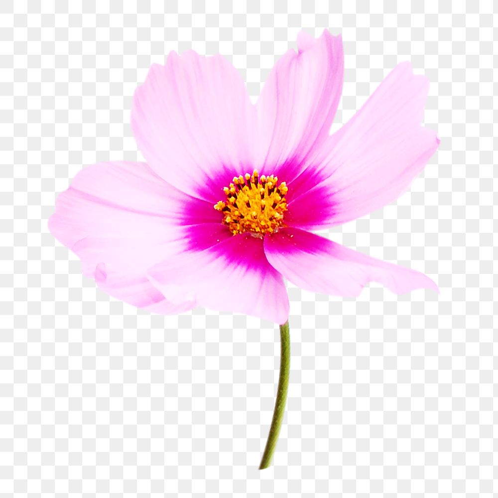 Pink flower png image, transparent background