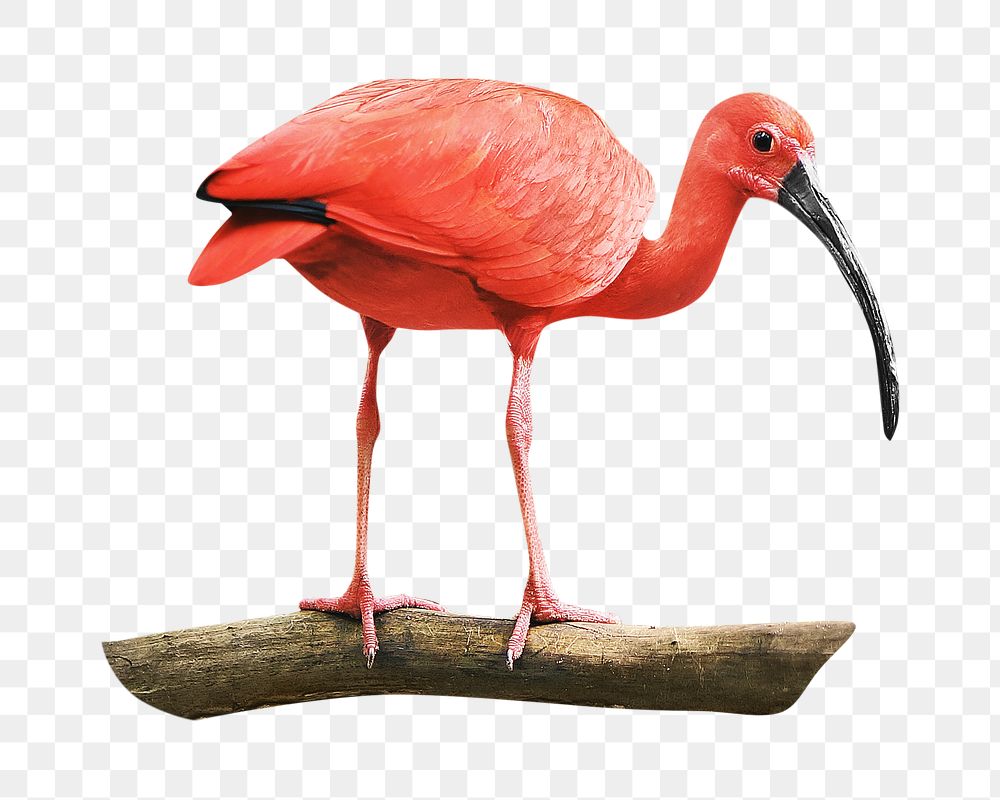 Ibis bird png, transparent background