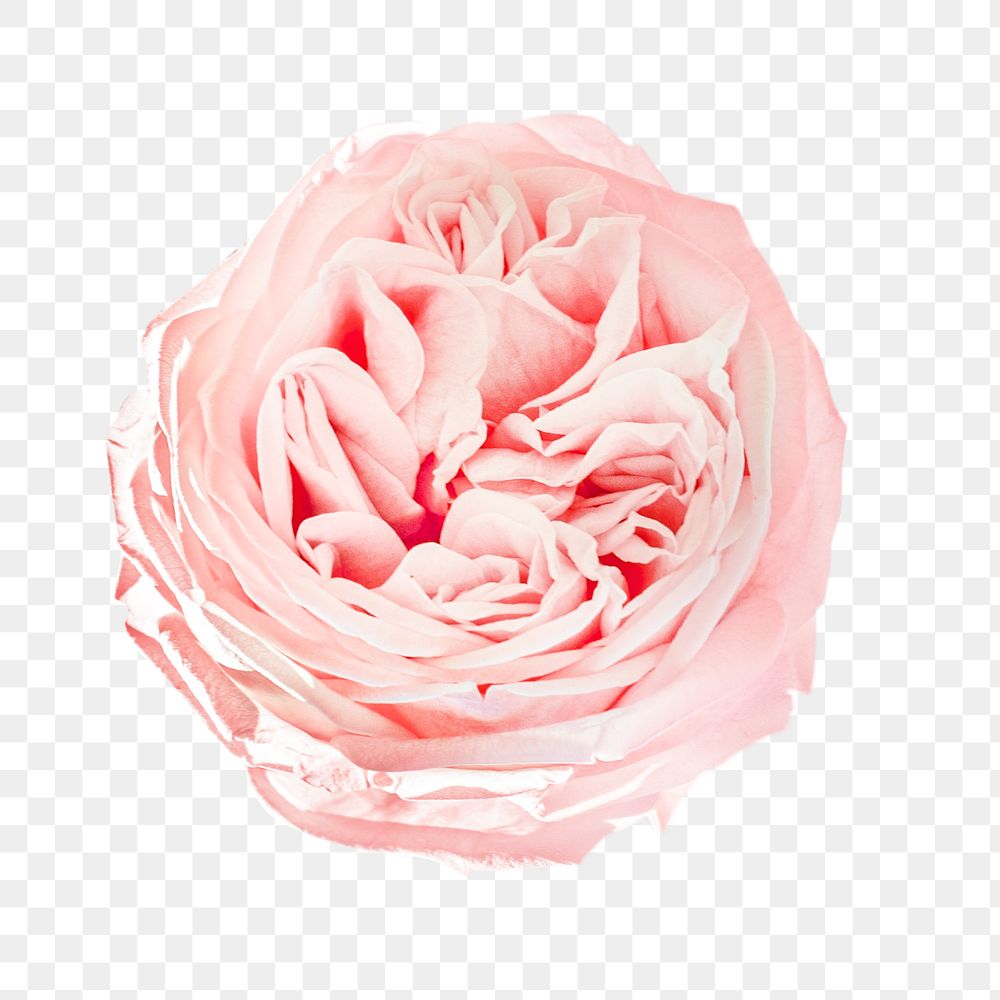 Pastel pink png flower, transparent background 