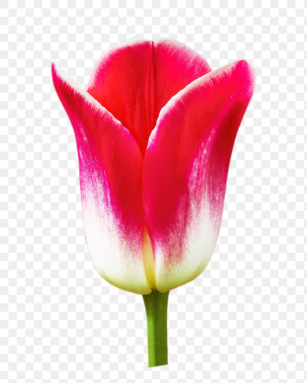 Red spring tulip png, transparent background