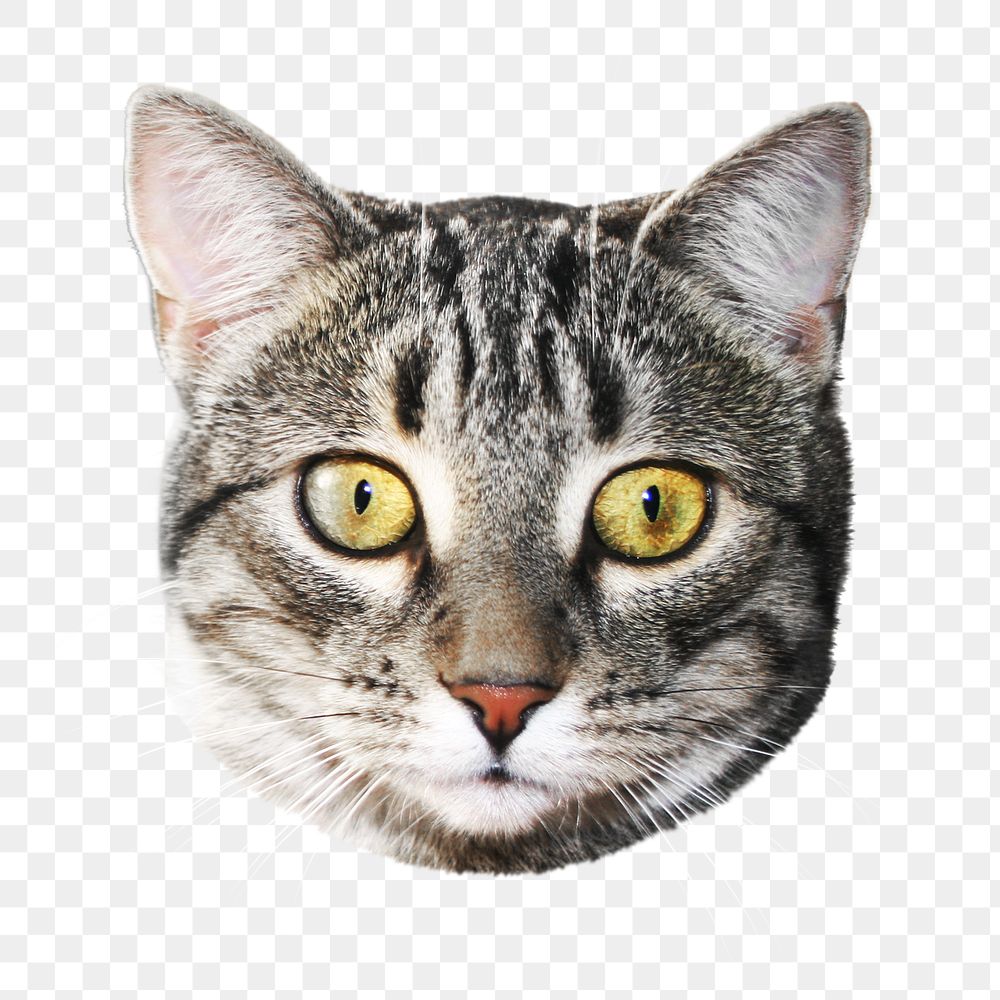 Tabby cat png, grey, collage element, transparent background