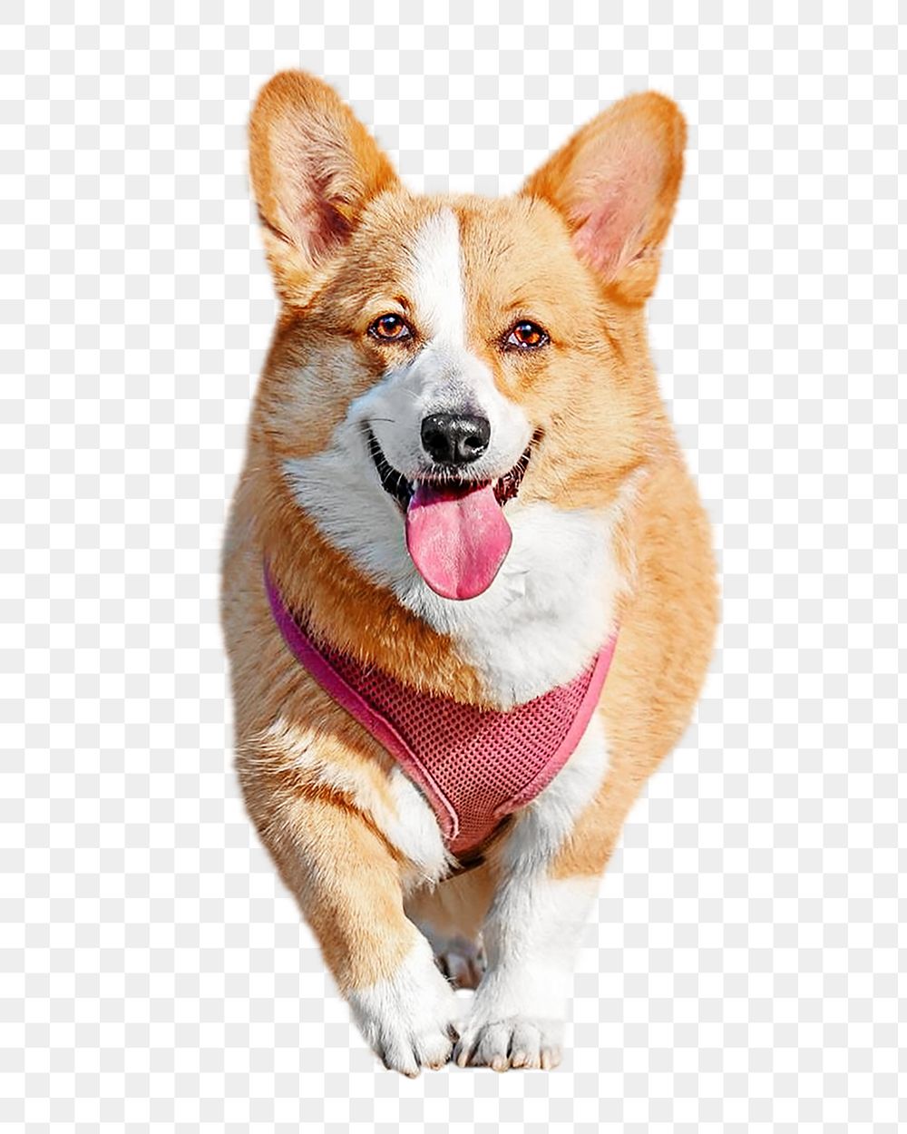 Welsh corgi png, design element, transparent background