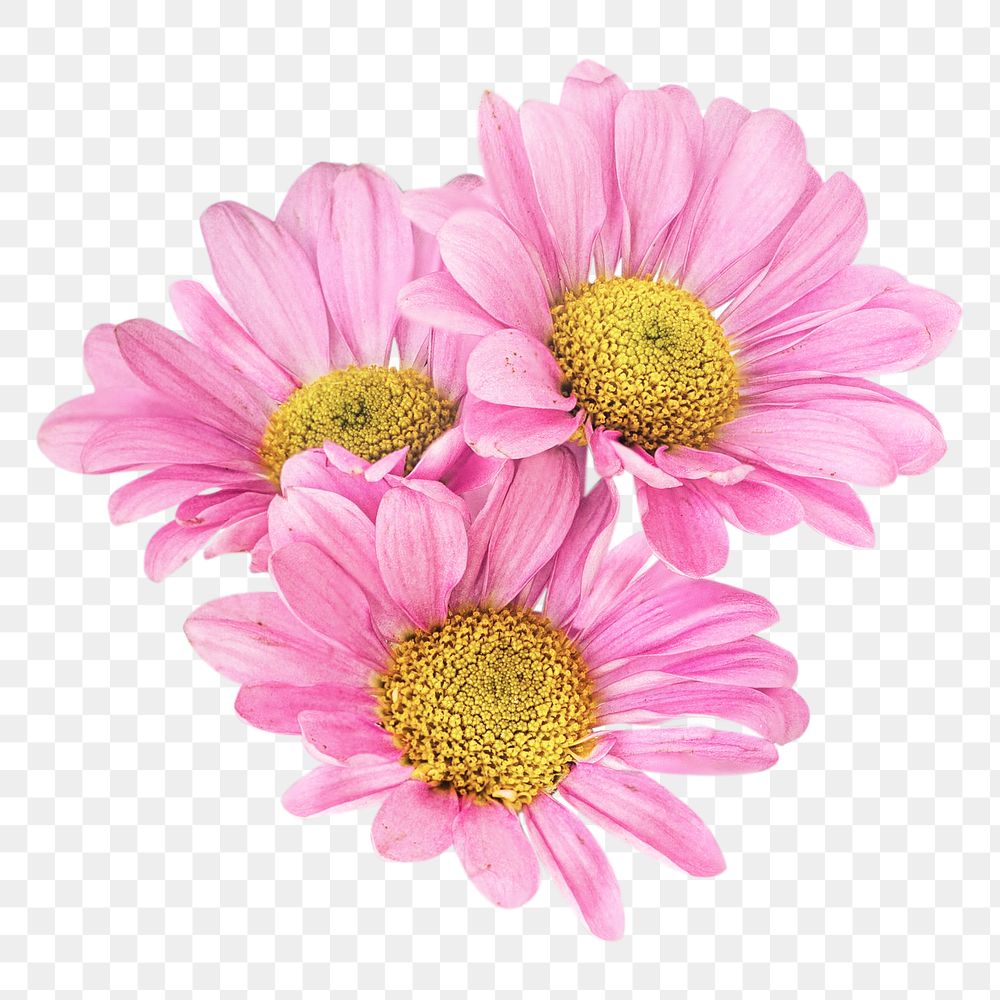 Spring pink daisies png collage element, transparent background