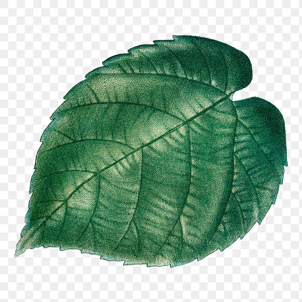 Png vintage leaf illustration on transparent background