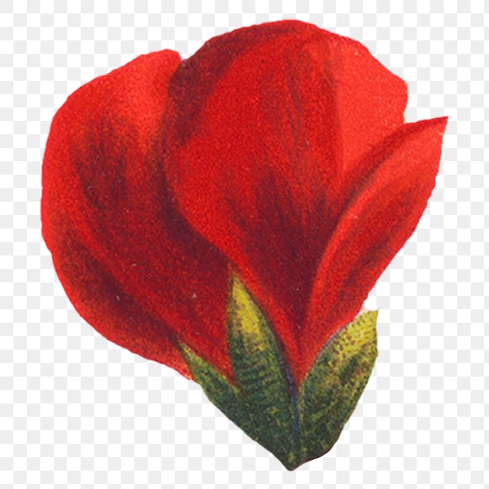 PNG vintage blooming red geranium flower, transparent background