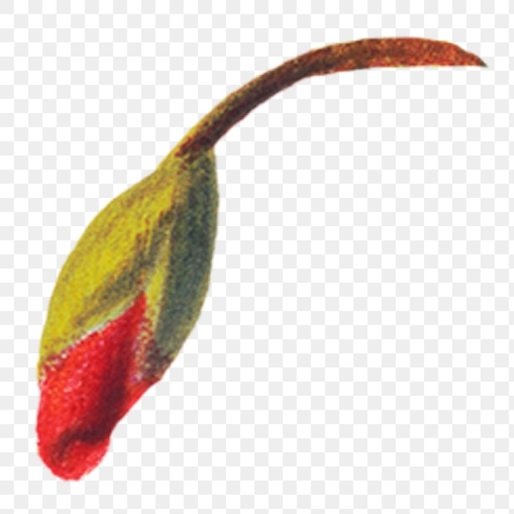 PNG vintage red geranium bud, transparent background