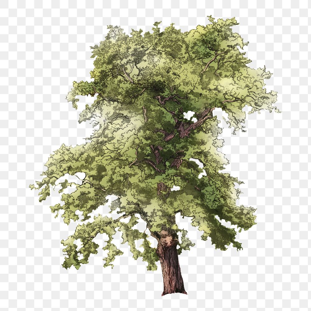 PNG Vintage oak tree illustration transparent background. Remixed by rawpixel.