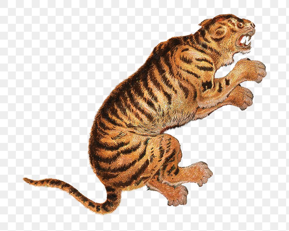 PNG Tiger, vintage animal illustration by John Charlton, transparent background.  Remixed by rawpixel. 