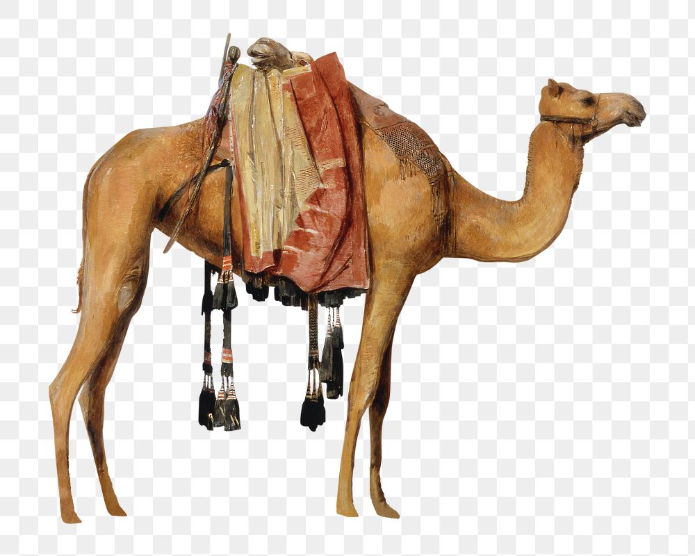 PNG Camel, vintage animal illustration by John Frederick Lewis, transparent background.  Remixed by rawpixel. 