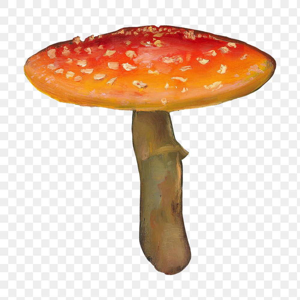 PNG Fly agaric mushroom, vintage botanical illustration by Torsten Wasastjerna, transparent background.  Remixed by…
