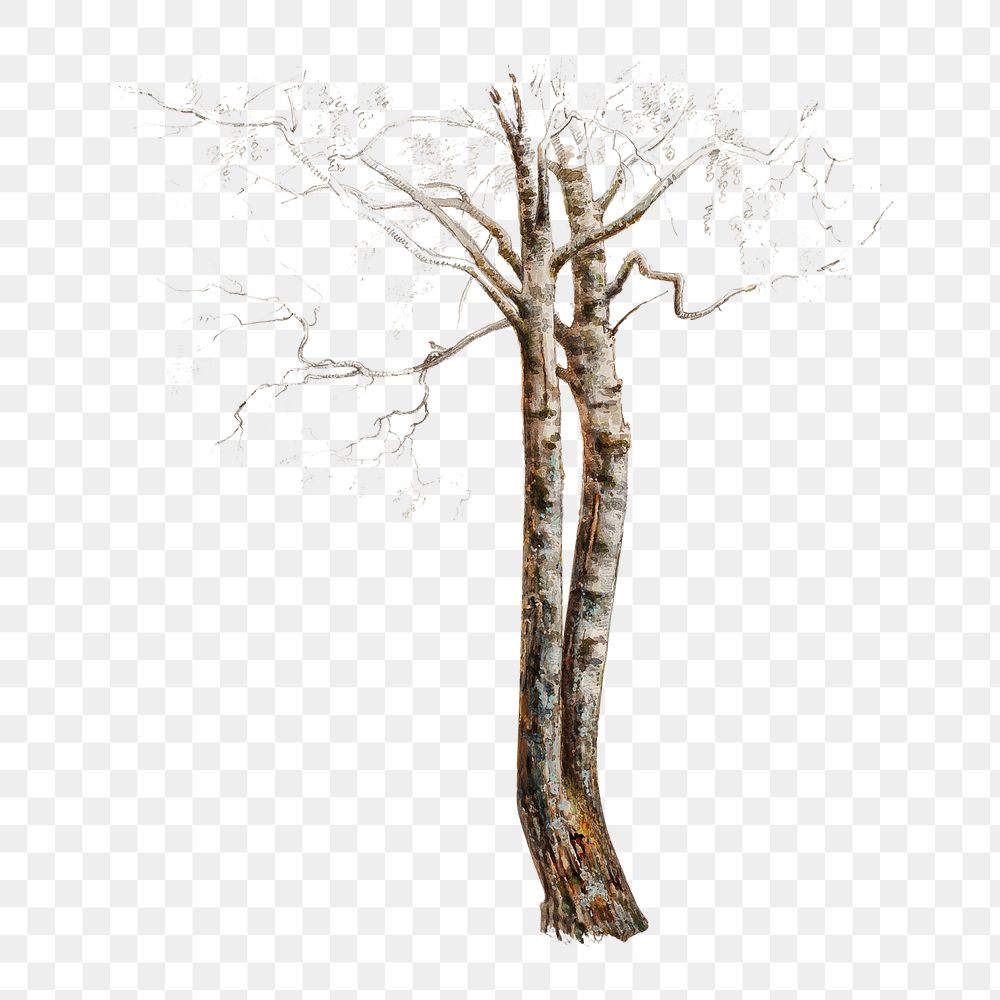 PNG Tree trunk, nature illustration by Magnus von Wright, transparent background.  Remixed by rawpixel. 