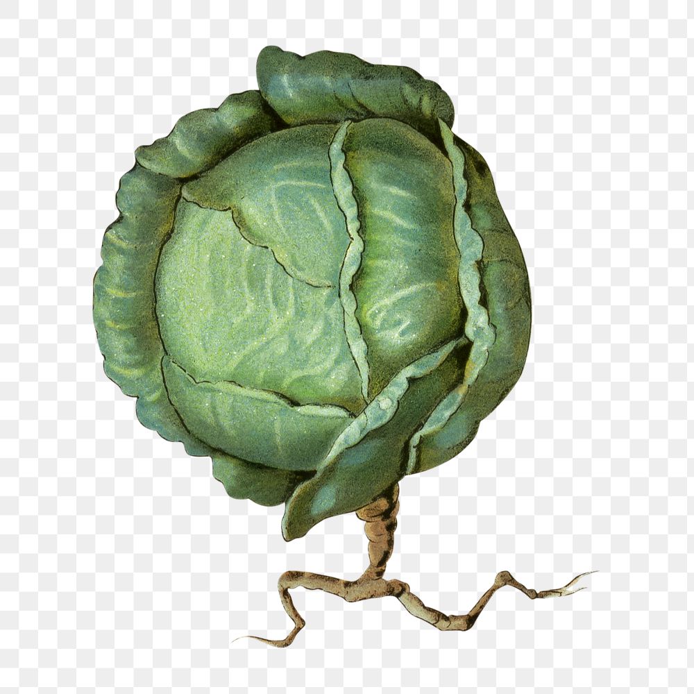PNG Cabbage, vintage vegetable illustration, transparent background.  Remixed by rawpixel. 