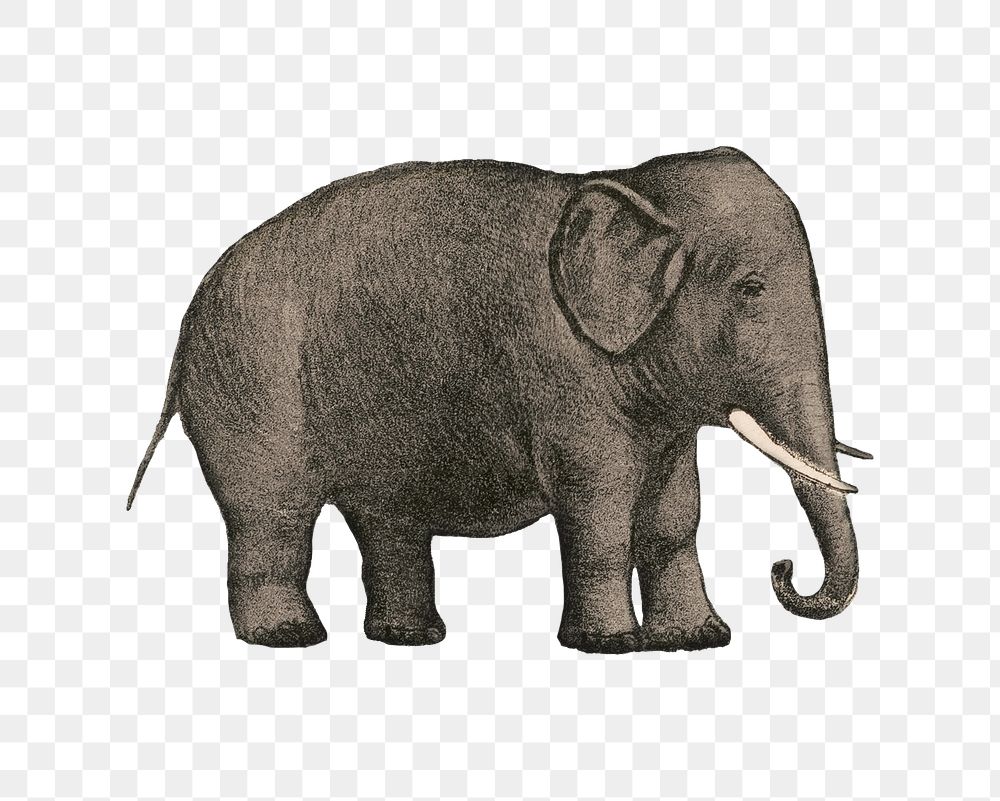 PNG Elephant, vintage animal illustration, transparent background.  Remixed by rawpixel. 