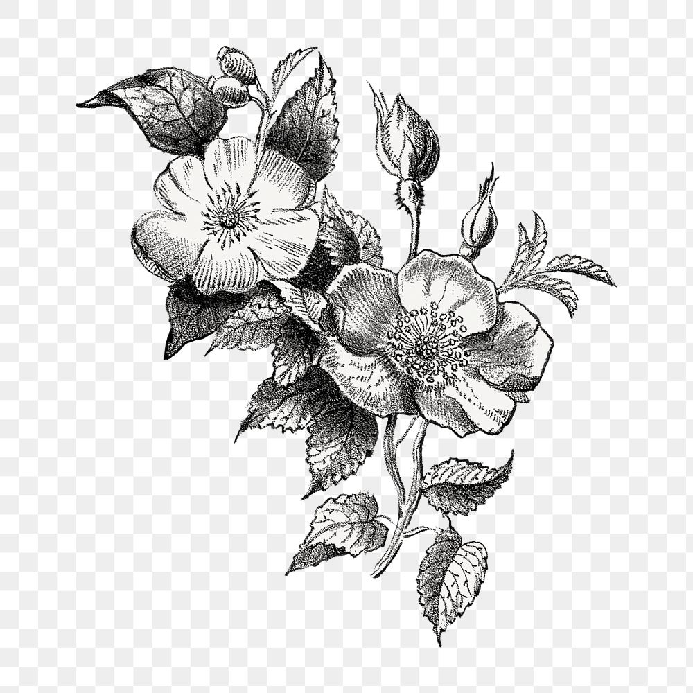 PNG Vintage flower, botanical illustration by Currier & Ives, transparent background.  Remixed by rawpixel. 