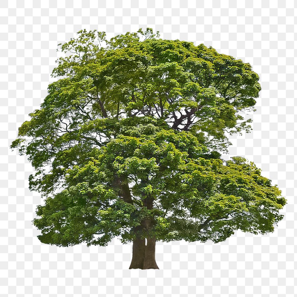 Tree png green nature environment, transparent background