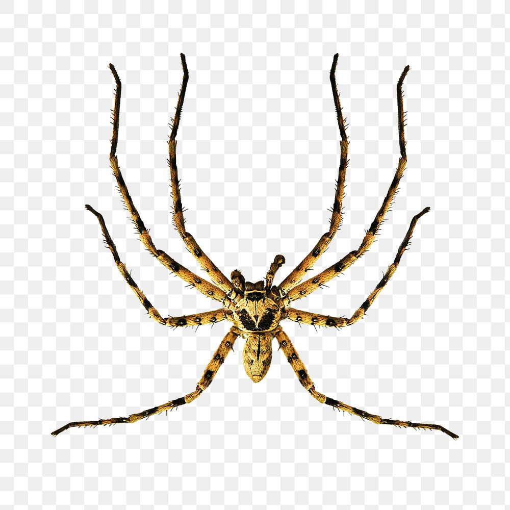 Huntsman spider png collage element, transparent background