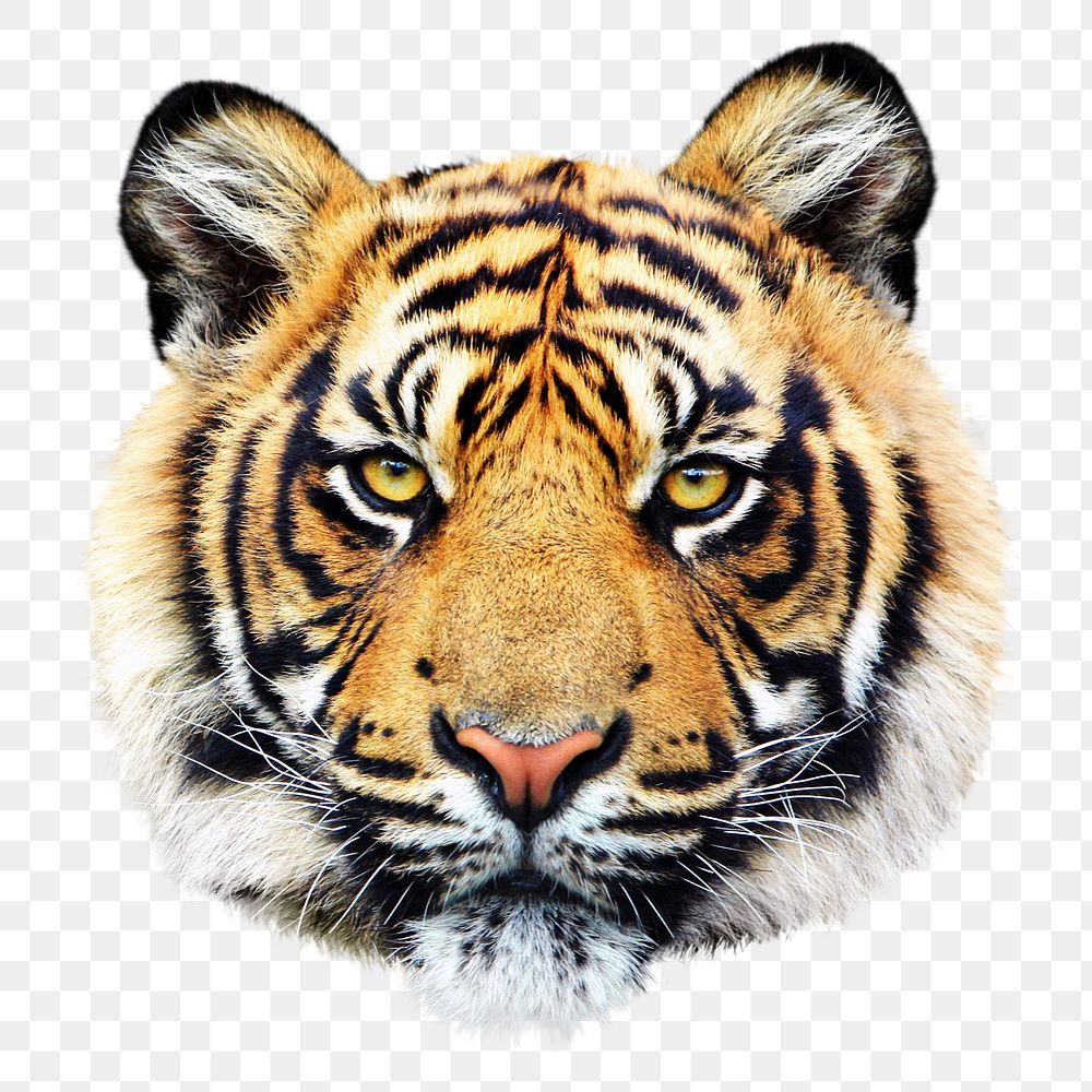 Sumatran tiger png collage element, | Premium PNG - rawpixel