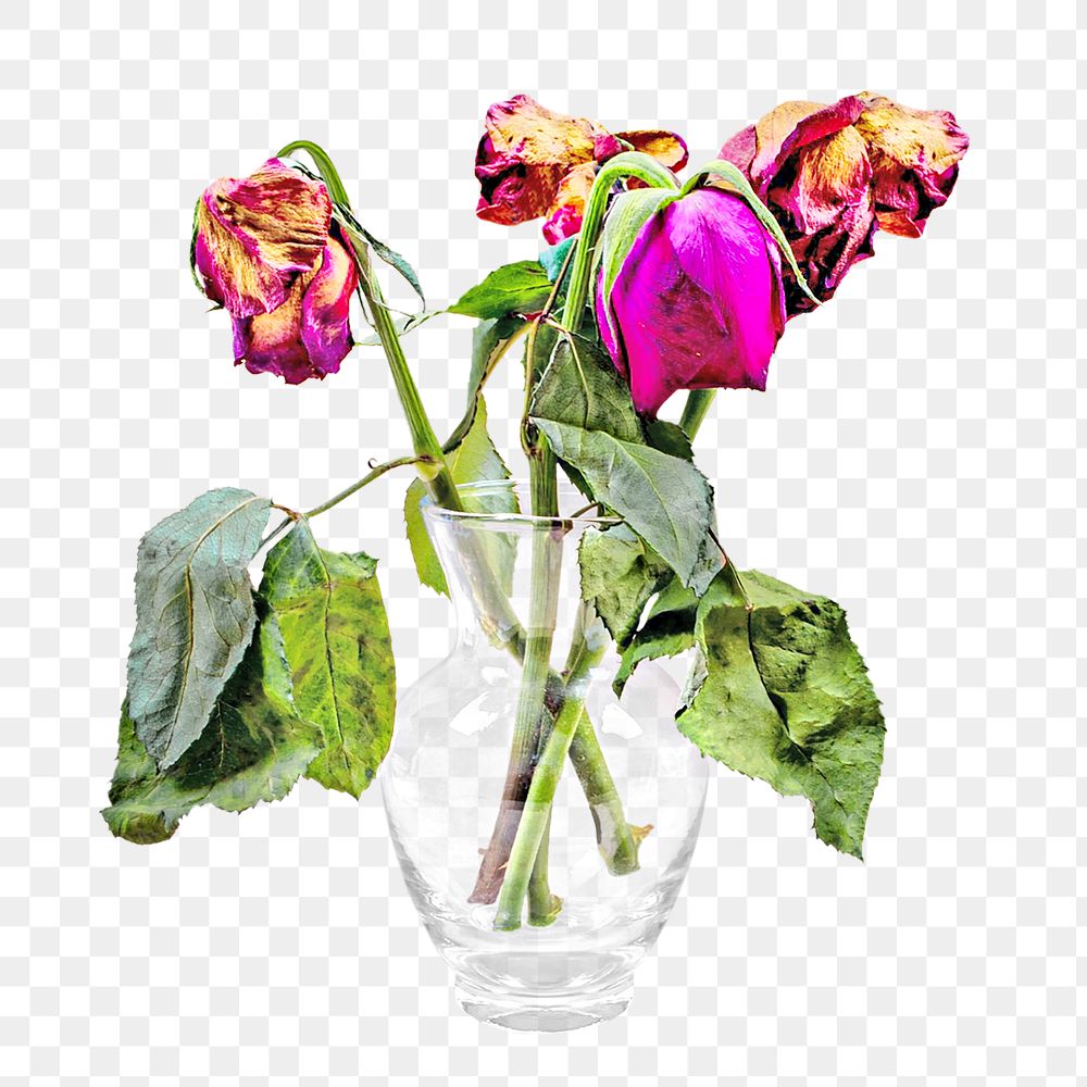 Dried rose flower png, transparent background