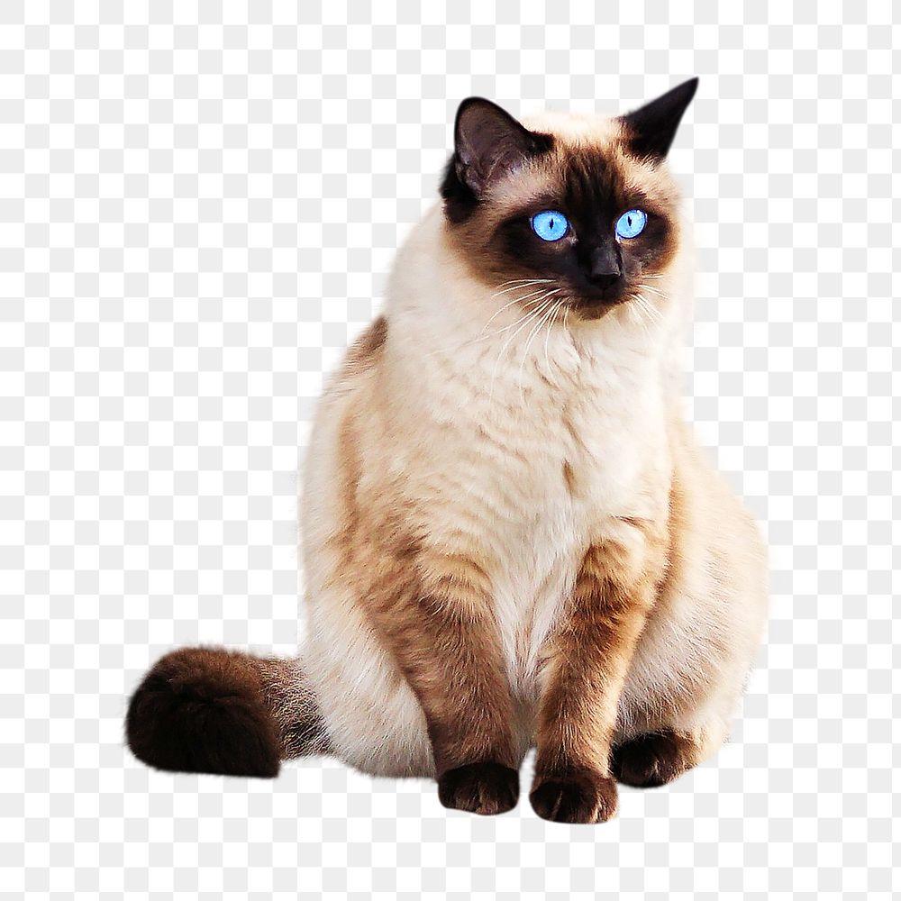 Siamese cat png collage element, transparent background