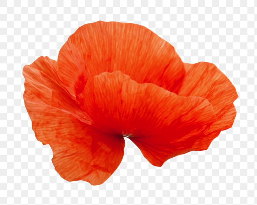Red poppy flower png, transparent background