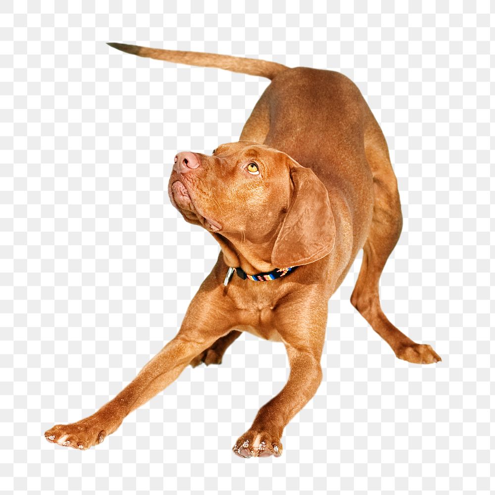 Brown dog png, design element, transparent background