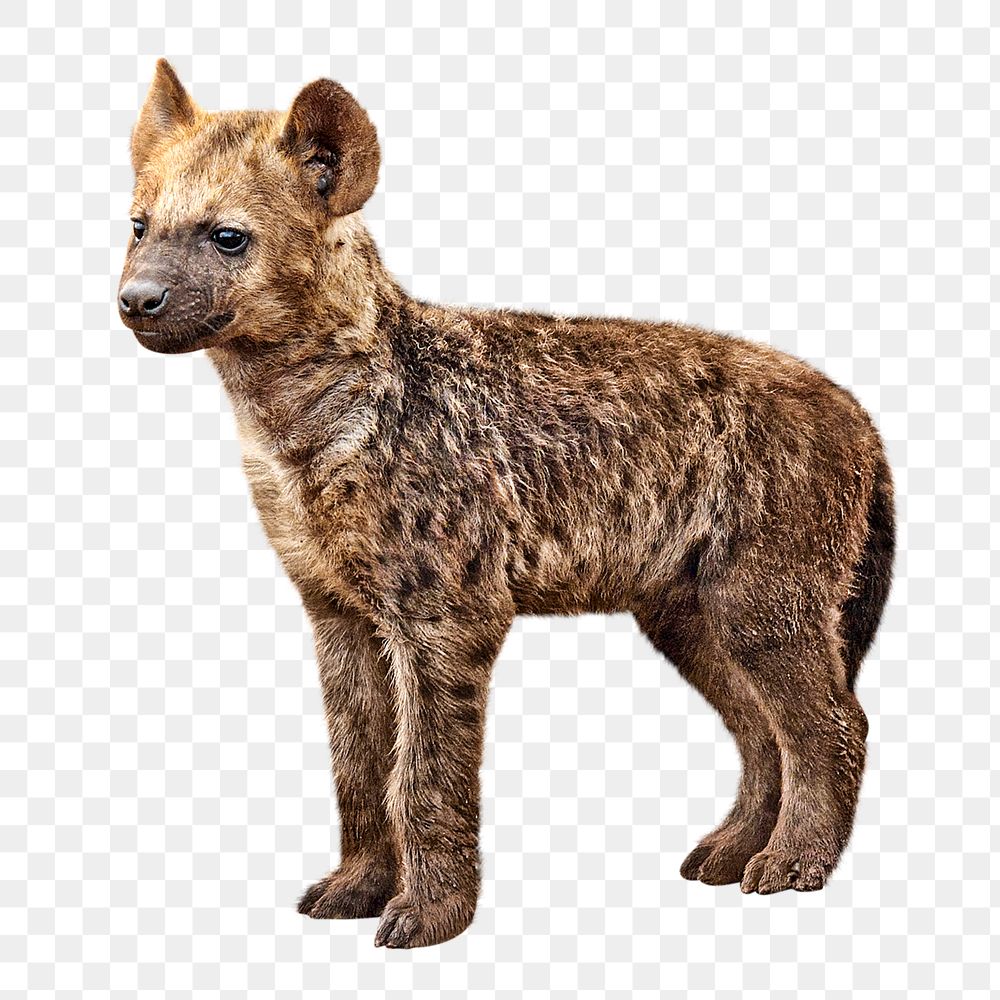 Hyena puppy png, design element, transparent background
