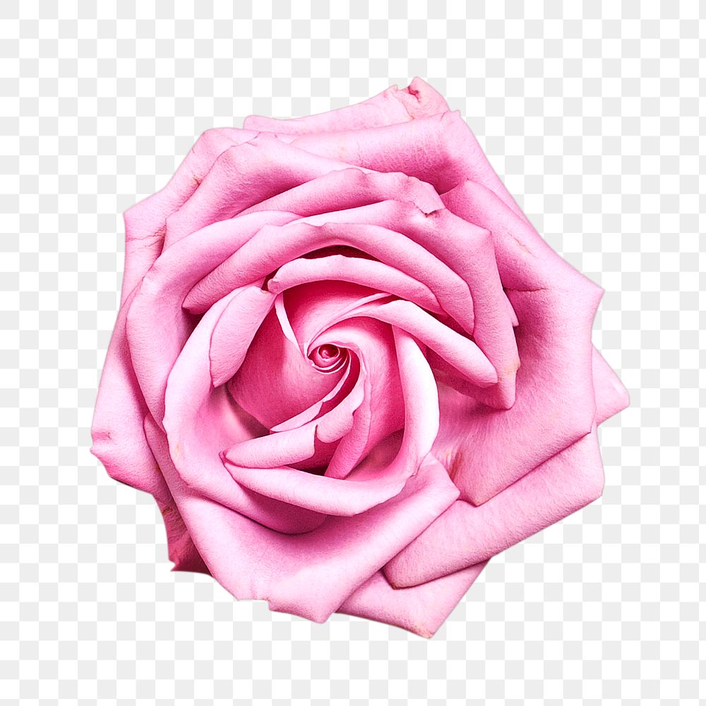 Pink rose png image, flower, transparent background