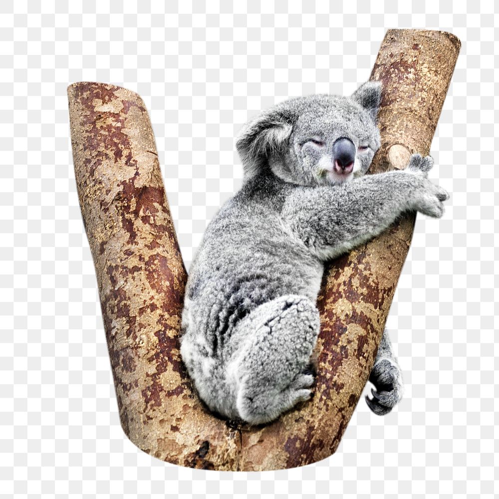 Sleeping koala png, design element, transparent background
