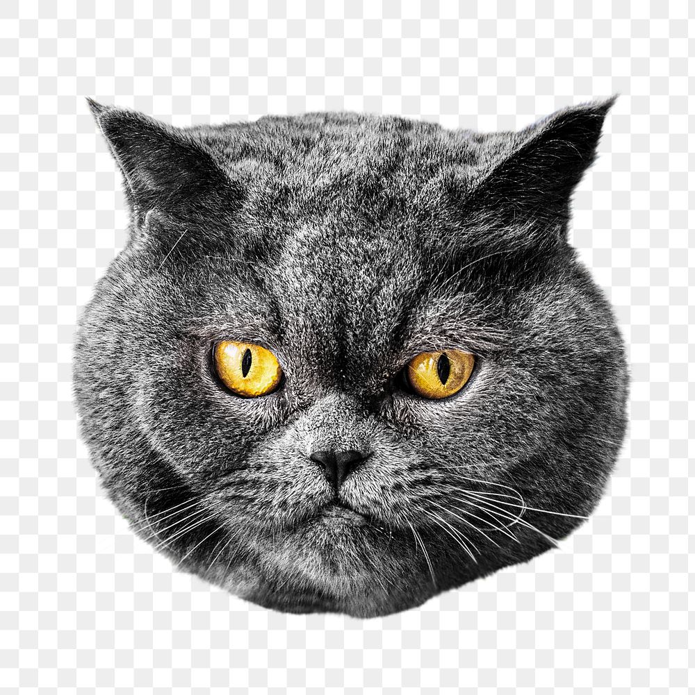 Grey cat png collage element, transparent background