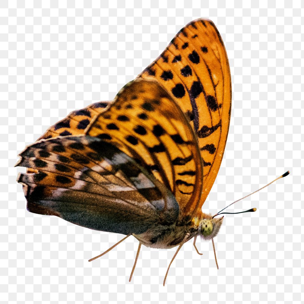 Orange butterfly png, transparent background