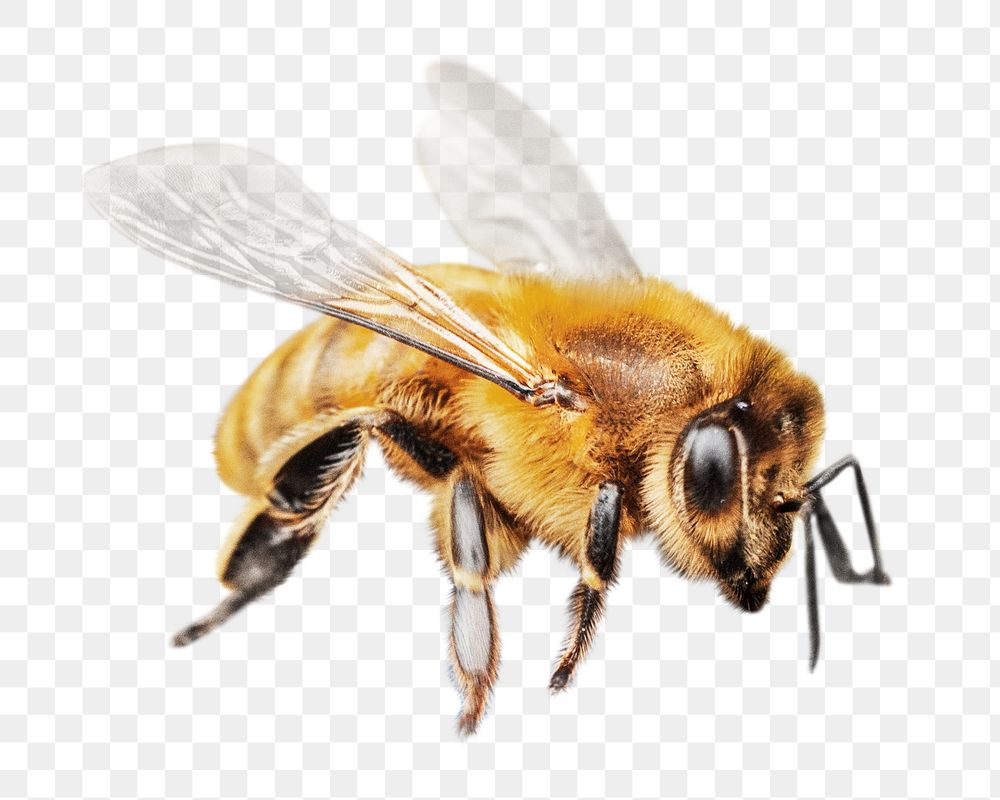 PNG Macro bee , collage element, transparent background