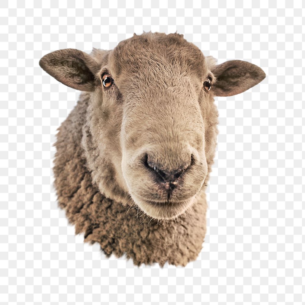 PNG Sheep , collage element, transparent background