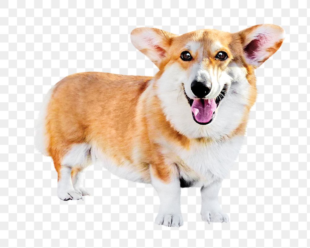 Png Pembroke Welsh Corgi dog element, transparent background