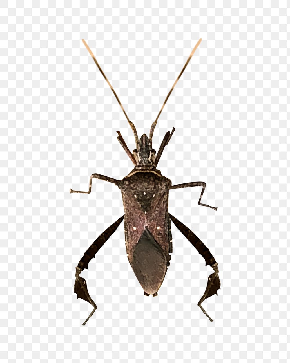 Png Leaf footed bug element, transparent background