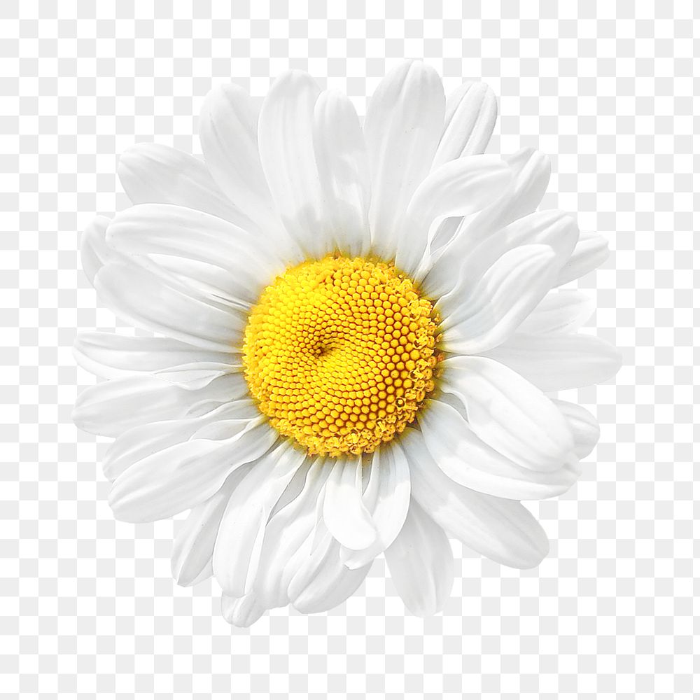 White daisy png flower, transparent background