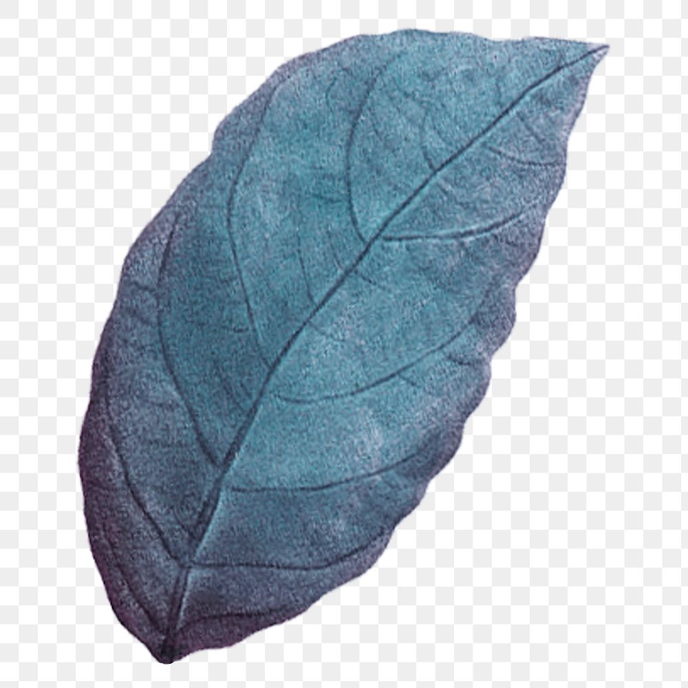 Png vintage leaf illustration on transparent background