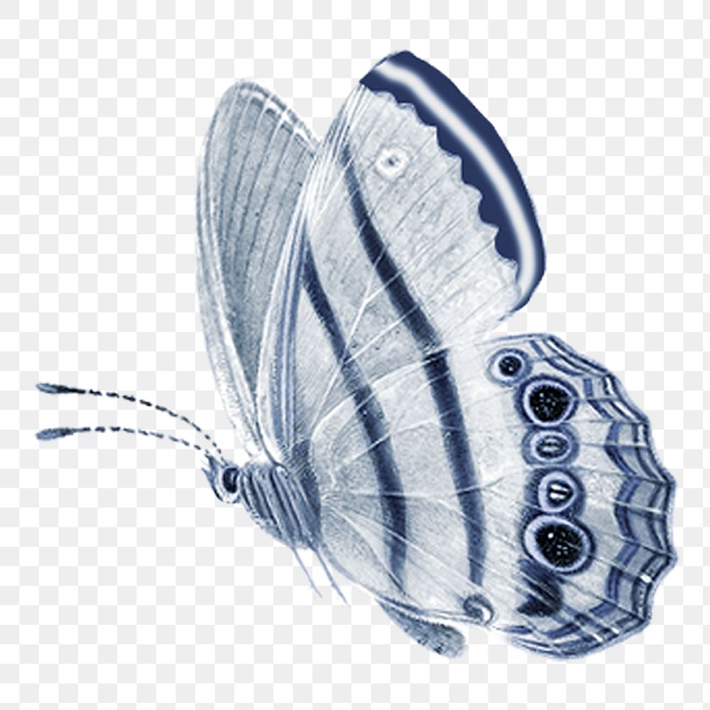 Png blue butterfly vintage illustration on transparent background