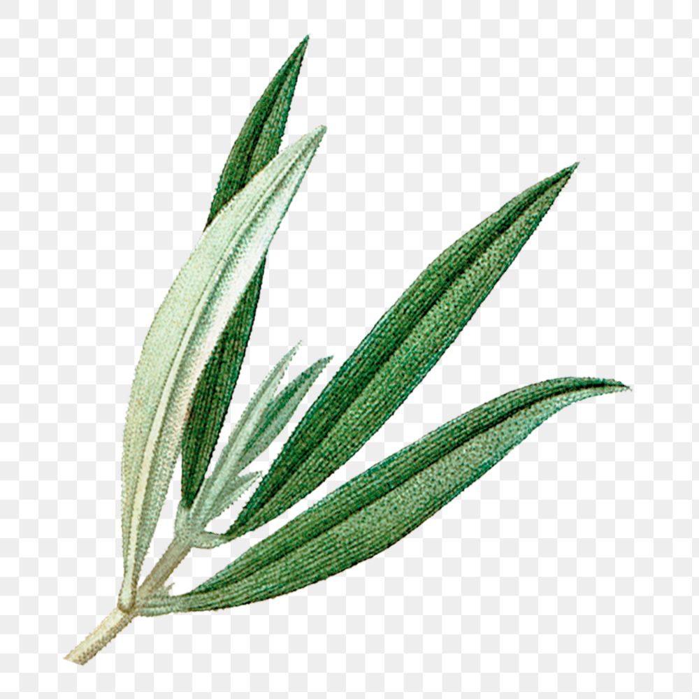 Png green leaf illustration, transparent background