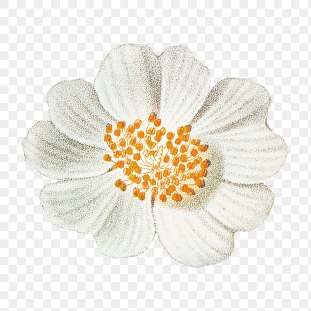 Png vintage daisy illustration, transparent background