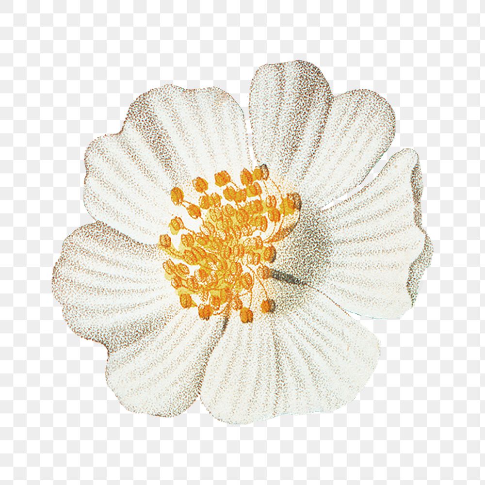 Png vintage daisy illustration, transparent background