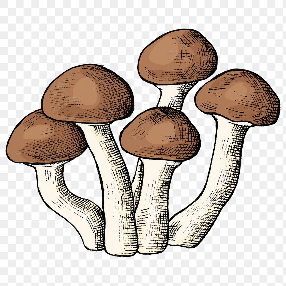 Png mushroom illustration collage element, transparent background