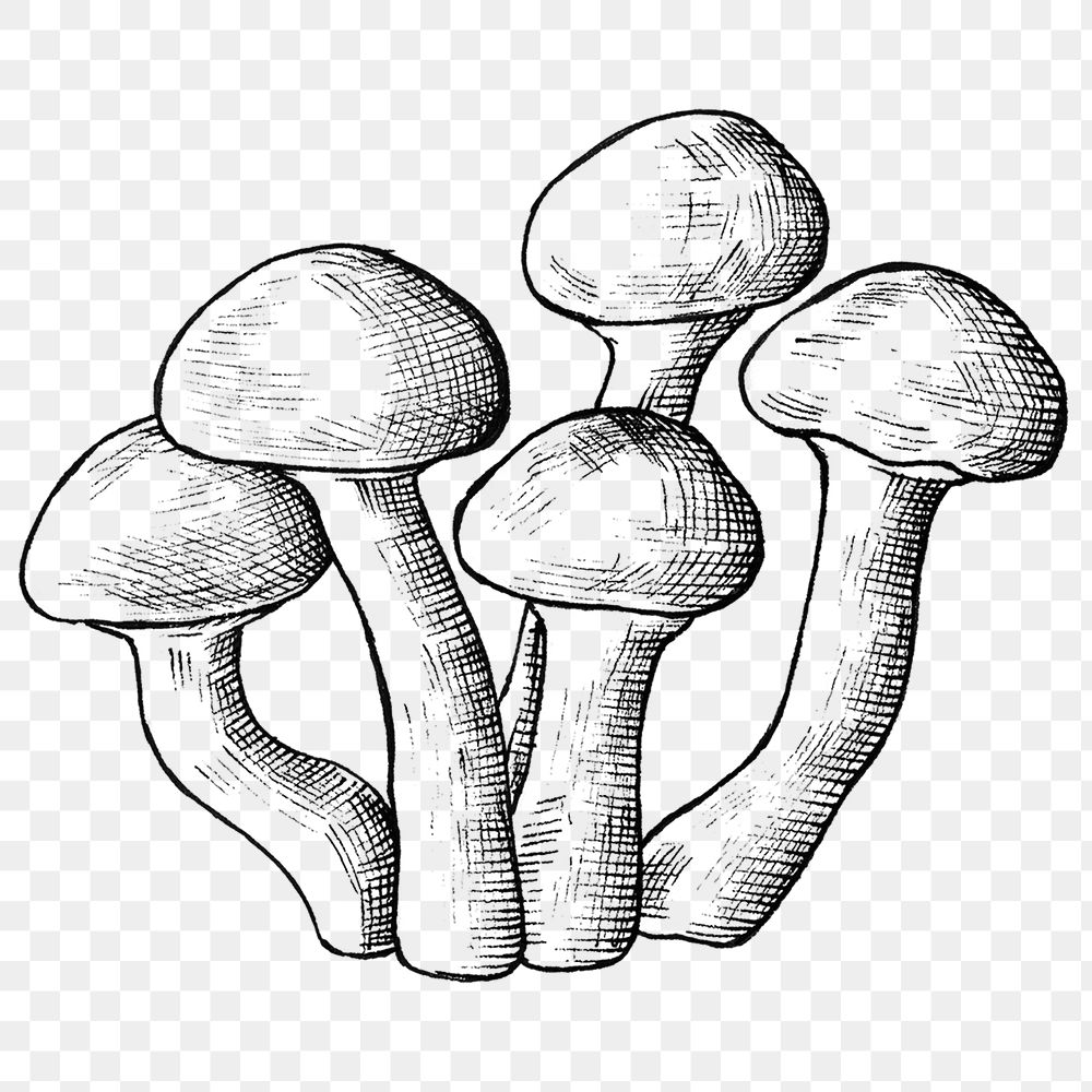 Png mushroom black and white illustration, transparent background