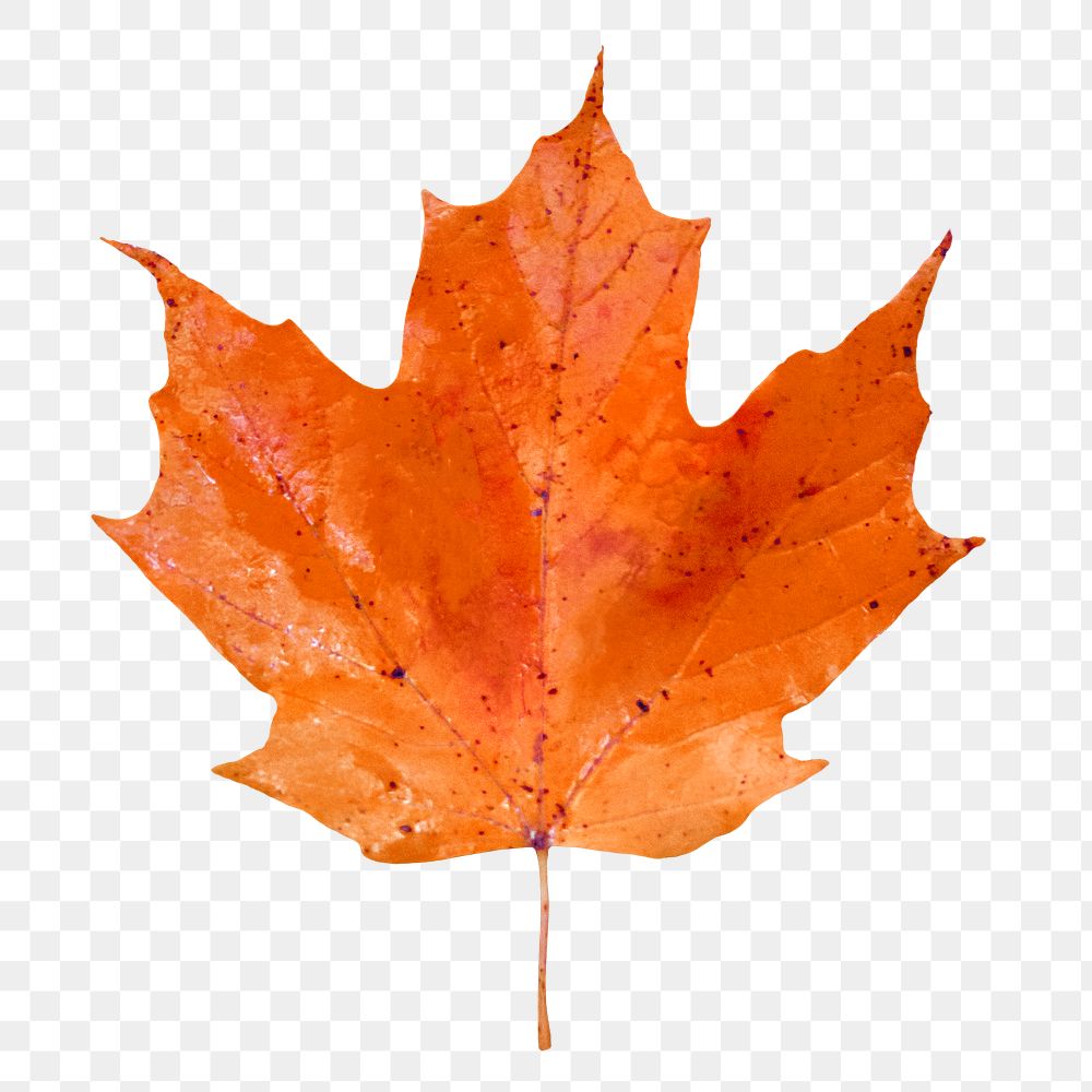 Autumn maple leaf png, transparent background